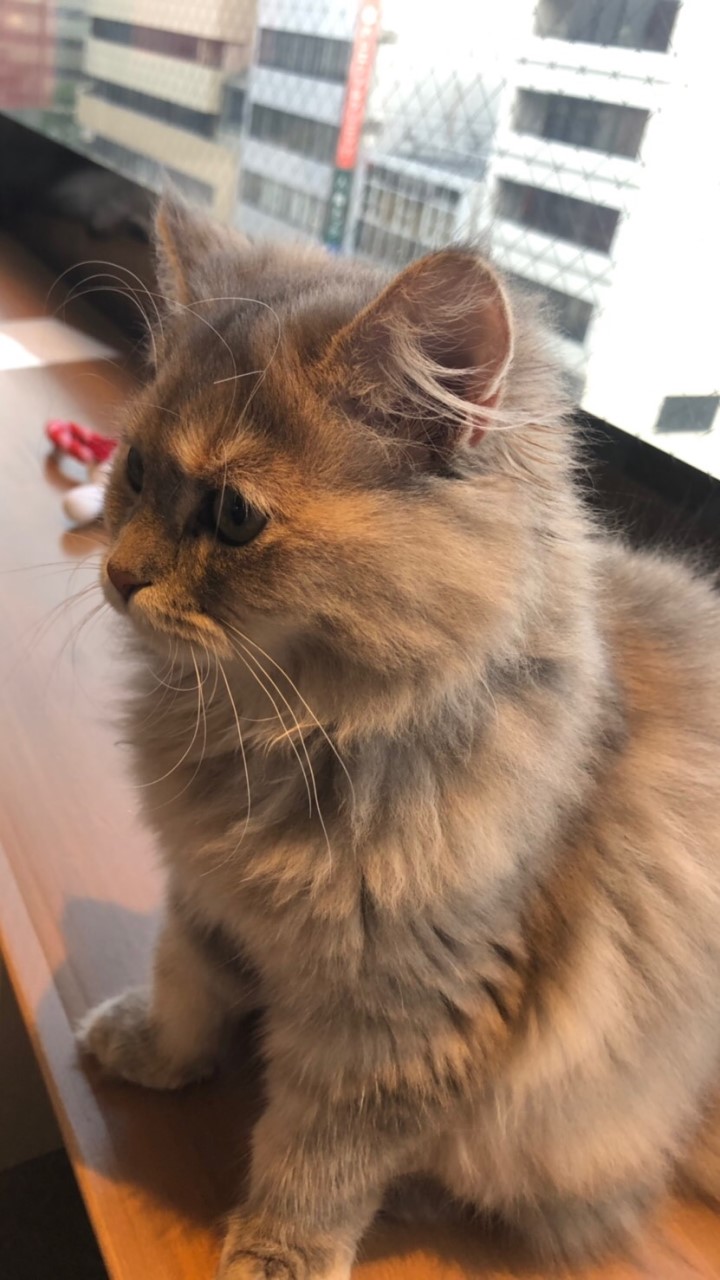 OpenChat ネコ写真部