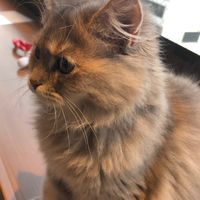 ネコ写真部