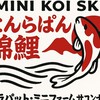 Ninrapat mini koi SK.