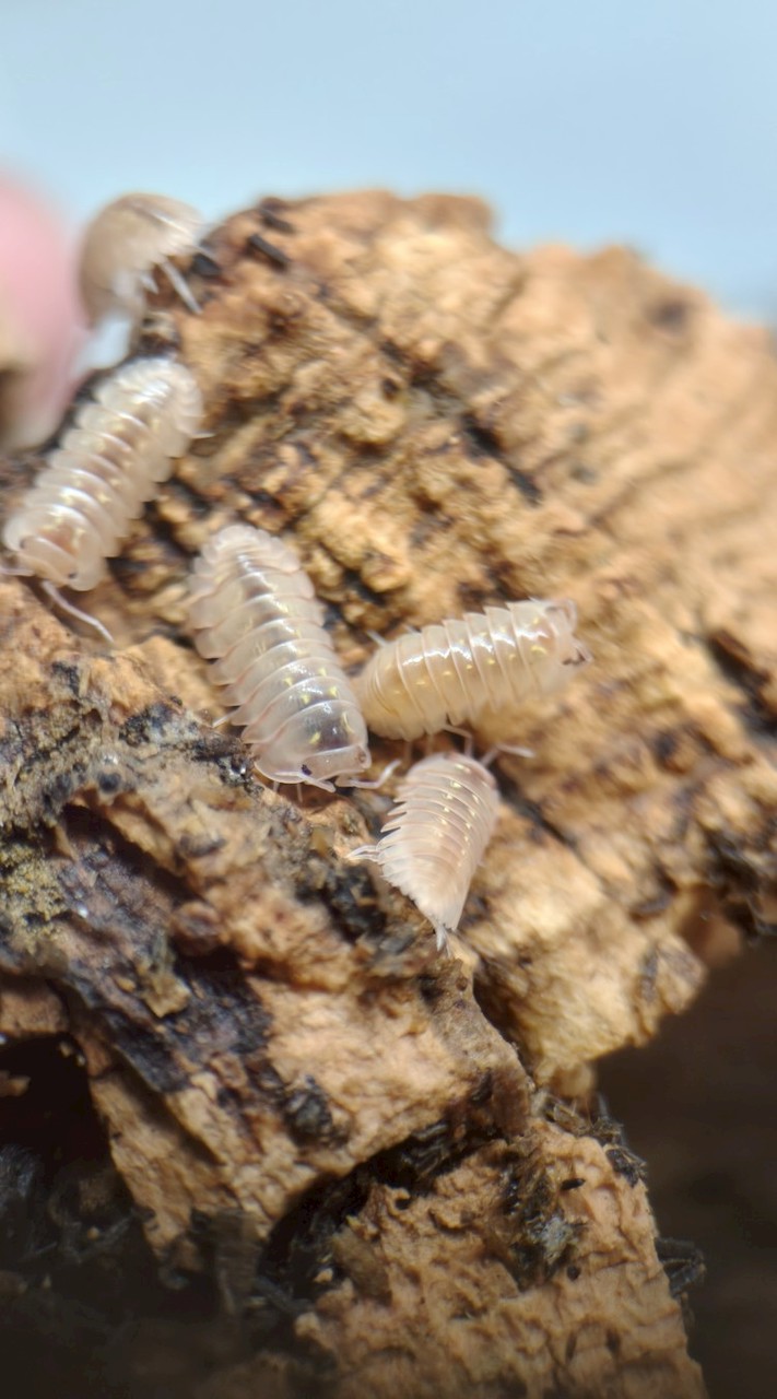 檸檬的鼠婦交流群