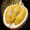 專業榴槤批發（#馬來西亞泰國越南）