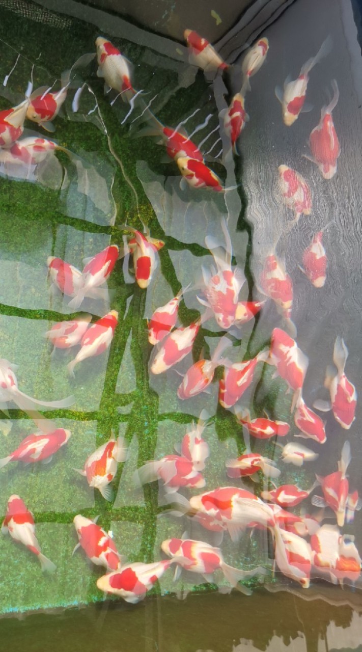 tamasaba group Thailand