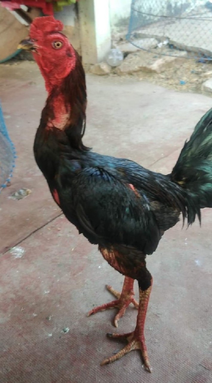 🐓กลุ่มเล่นไก่ลายแอด🐓