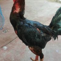 🐓กลุ่มเล่นไก่ลายแอด🐓