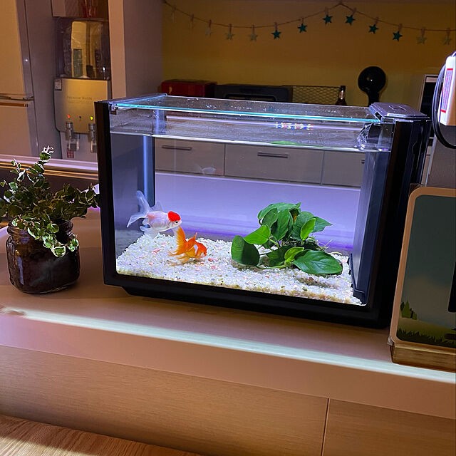 インテリアの雰囲気をアップしてくれる こだわりの金魚鉢 水槽コーデ10選 Roomclip Mag