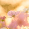 白のフォロワー様の集まり！