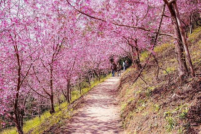 司馬庫斯櫻花盛景