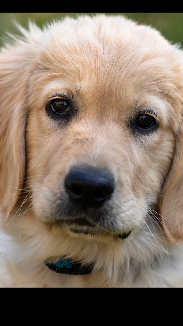 黃金獵犬專門店