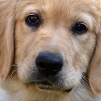 黃金獵犬專門店