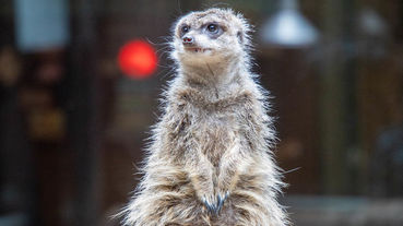 上野親子景點 上野動物園 動物都好近 孩子看得好開心