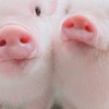 そろそろ出荷されたい人が集う会