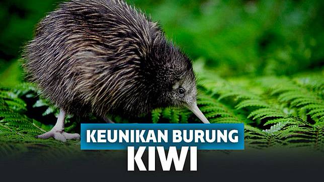 50++ Burung nazar termasuk terupdate