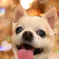 大きくたってチワワだもん