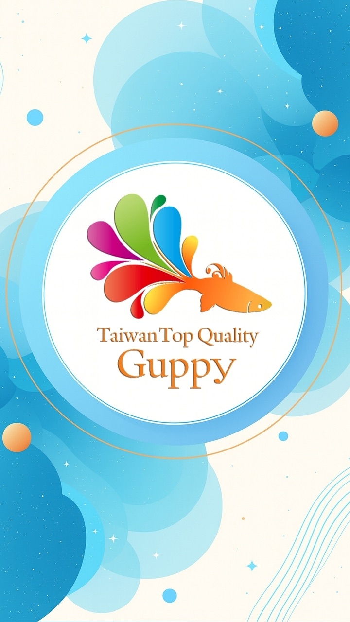 🐠 搶標熱！TTQG 孔雀魚拍賣場
