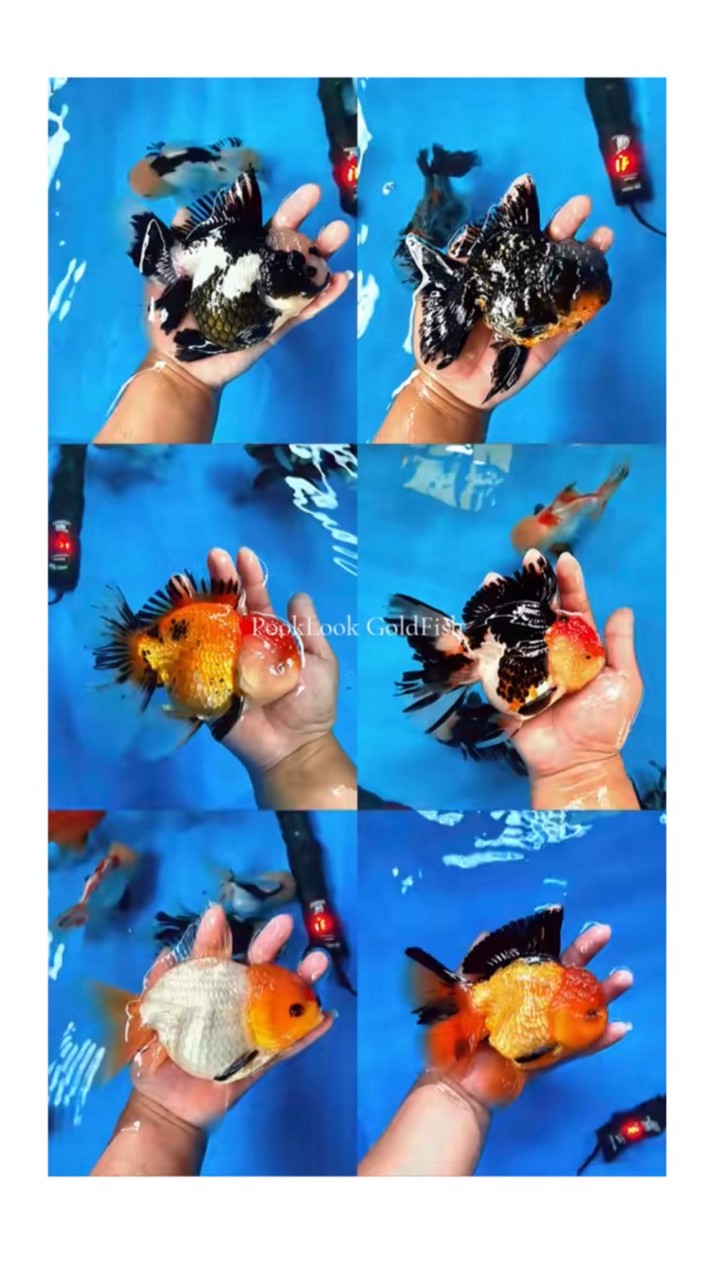 Pooklook Goldfish ตลิ่งชัน