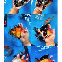 Pooklook Goldfish ตลิ่งชัน