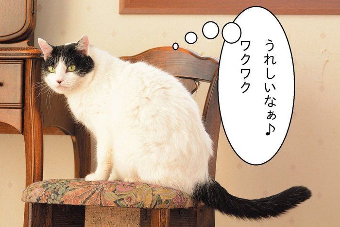 猫と犬の行動の意味は違った しっぽを振っているのは