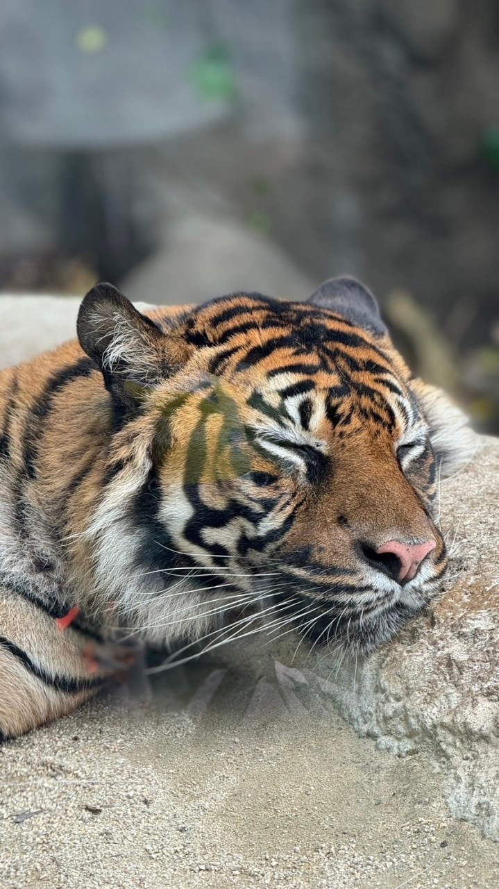 くろびの族🐯