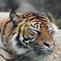 くろびの族🐯