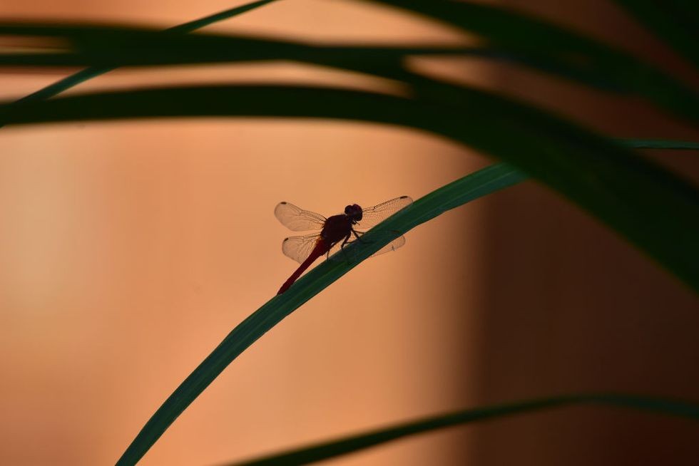 暑い中にも見つかる 秋のしるし とは 婦人画報