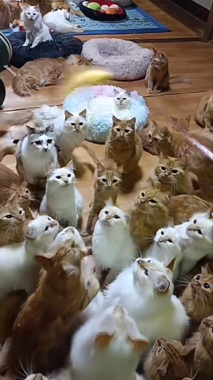 🐾ちゃしろ🐾のオプチャ(旧)