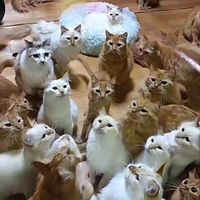 🐾ちゃしろ🐾のオプチャ(旧)