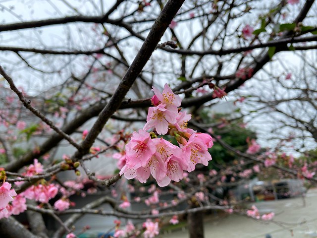 后里崴立機電櫻花公園