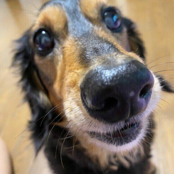 犬の白髪はストレスが原因 若白髪もできるの いぬのきもちnews