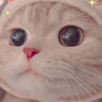 家有五喵~~~