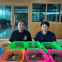 กลุ่มขายลูกไก่ สายโกวเซ้มฟาร์ม