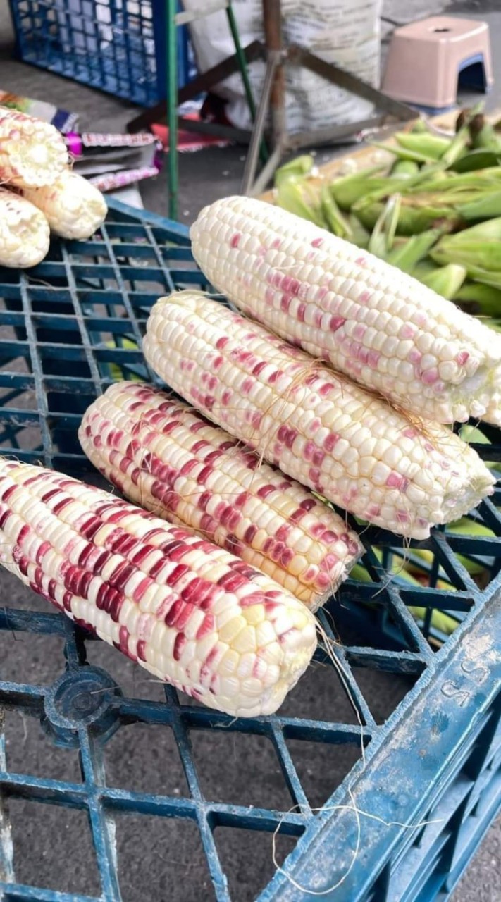 鐘家玉米🌽🌽