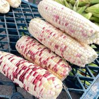 鐘家玉米🌽🌽