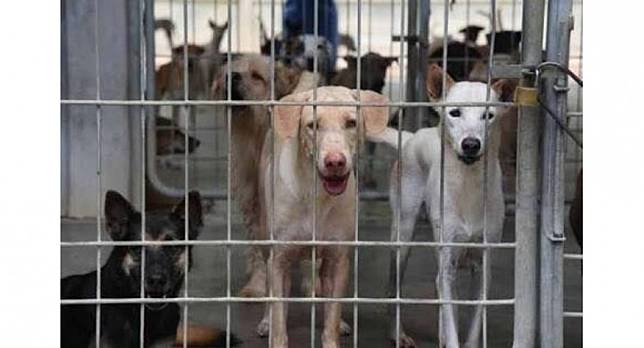 In Law Accused Of Pouring Chemicals On Woman S Dogs Killing Five
