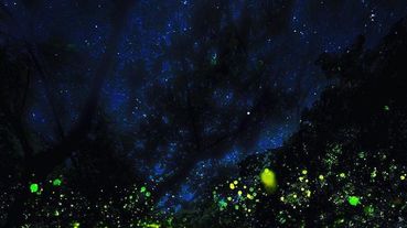 螢火蟲季又到了！全台灣7大「賞螢景點」推薦，4～6月星空下滿坑滿谷的耀眼綠色小精靈期間限定