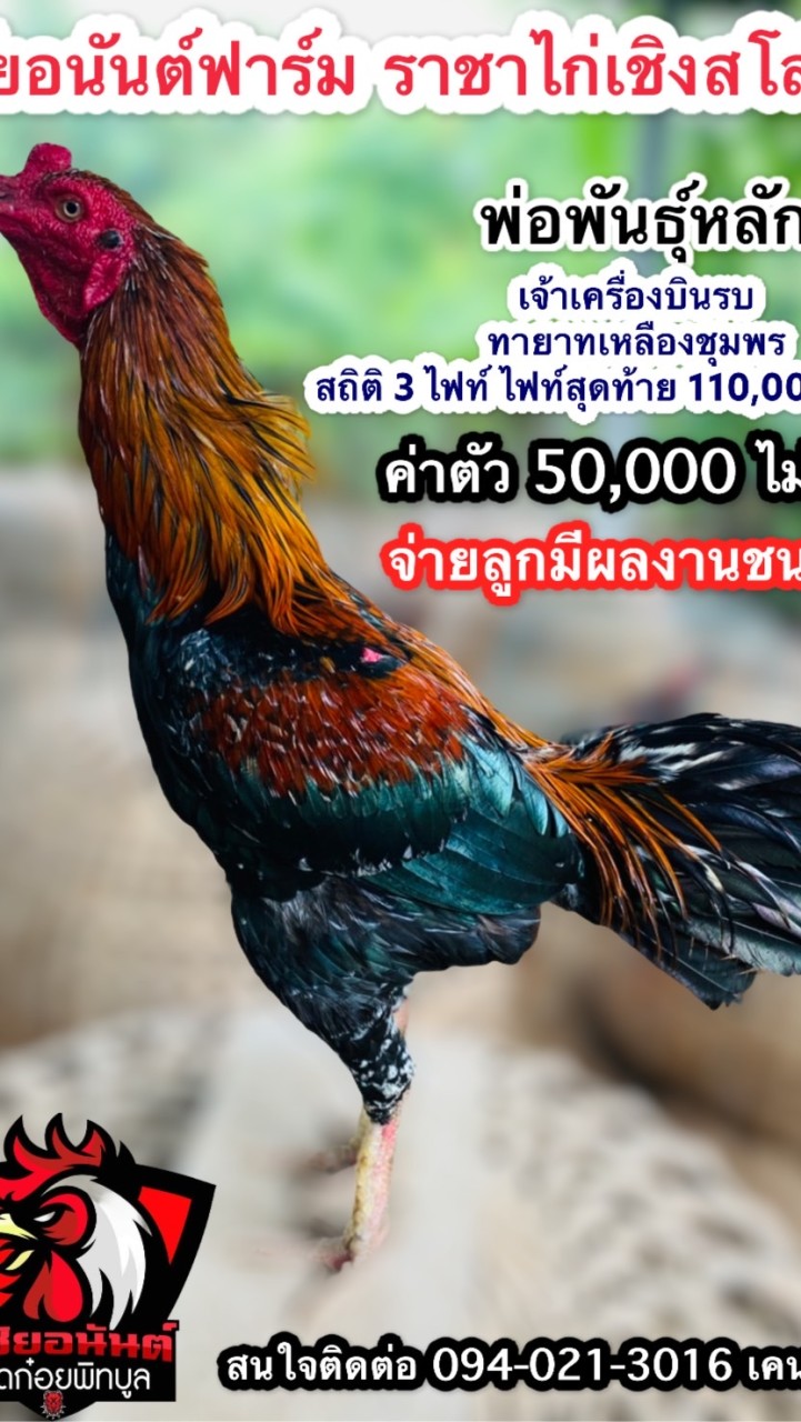 เคน ชัยอนันต์ ราชาสโล่หลัง
