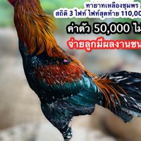 เคน ชัยอนันต์ ราชาสโล่หลัง