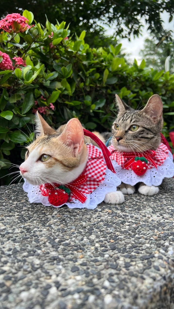 哈蜜喵喵店鋪｜毛孩.貓貓.狗狗 食品、用品優惠大集合