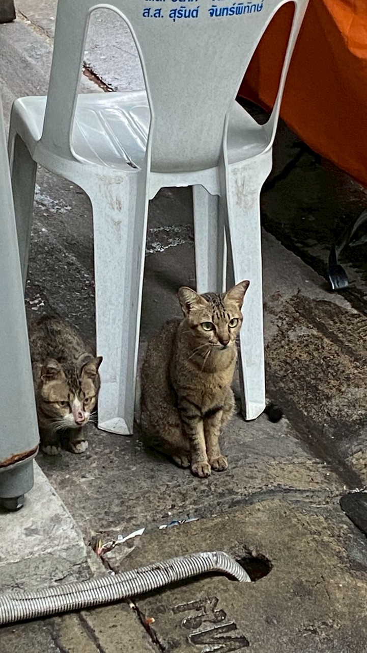 สายรหัส