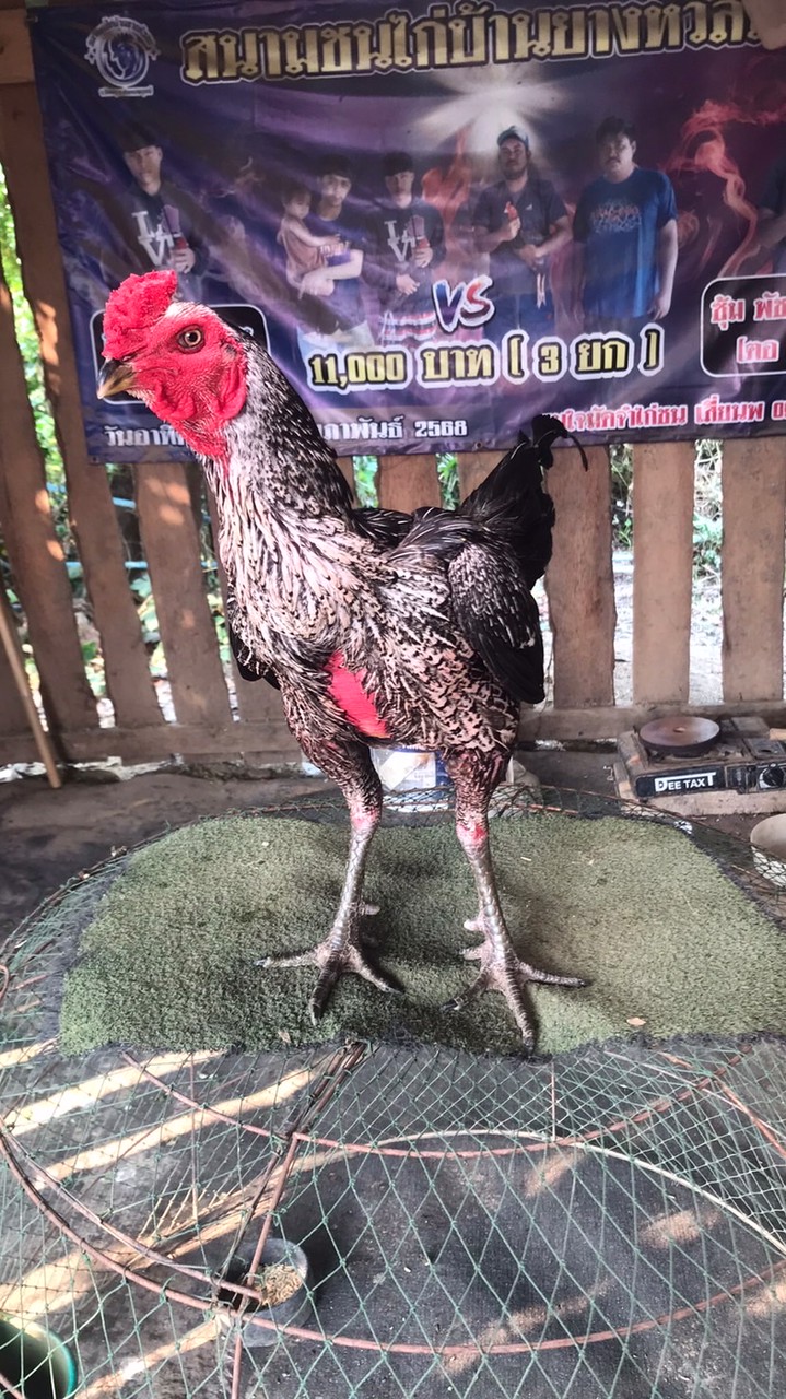 พัชรากรฟาร์ม ไก่ชน