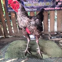พัชรากรฟาร์ม ไก่ชน