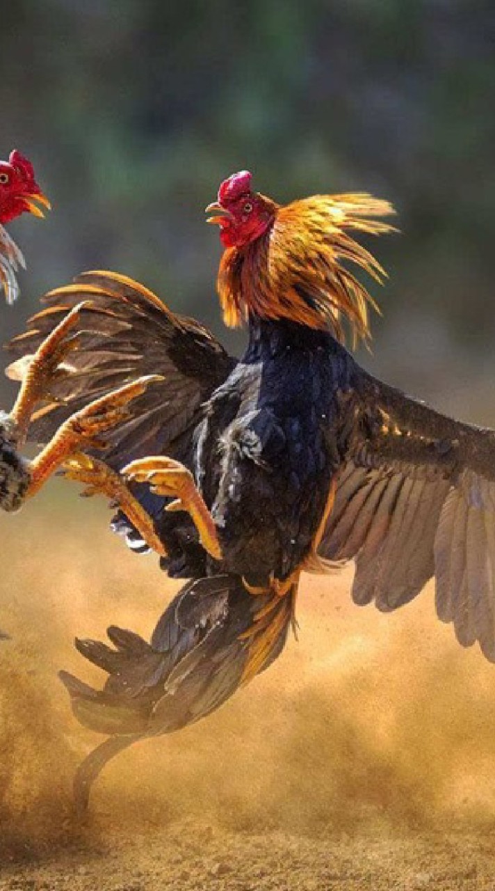 ข่าวสารไก่ชน