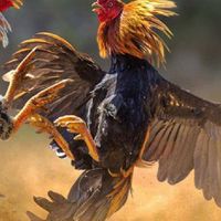 ข่าวสารไก่ชน