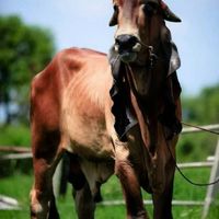 กลุ่ม วัว ขุน