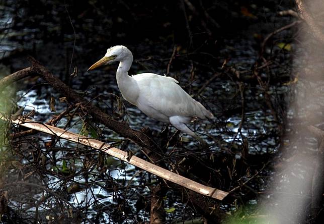 Kampung Ini Adalah Tempat Seru Melihat Burung Air