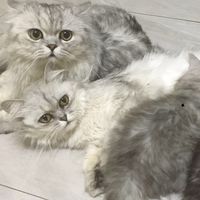 貓咪社群