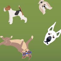 Houndy🐶Dog