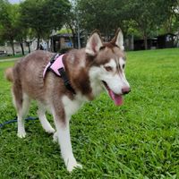 校園動物管理交流區（生命教育）