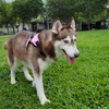 校園動物管理交流區（生命教育）