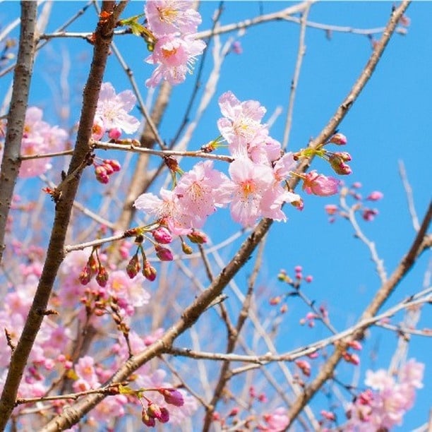 伴櫻花入睡！8間櫻花住宿推薦：奢華系露營、歐洲莊園風，一踏出房門就能將櫻花擁入懷