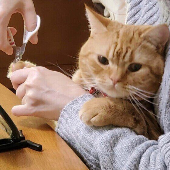 猫の 爪切り に苦手意識 伸ばしすぎが原因でトラブルも